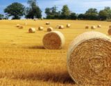 hay_bale_harvest_field